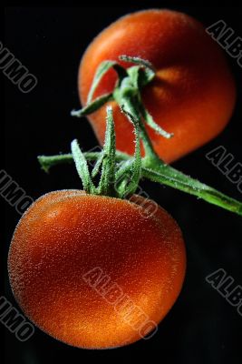Tomatoes in water