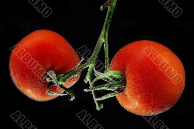 Tomatoes in water