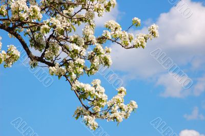 branch in blossom