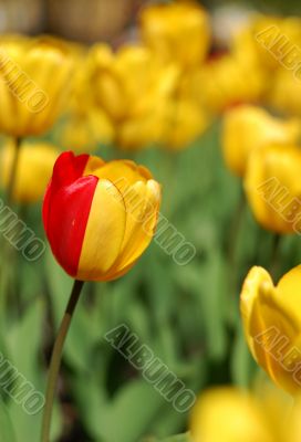 party-colored yellow & red tulip