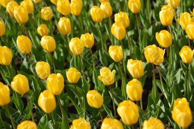 yellow tulips