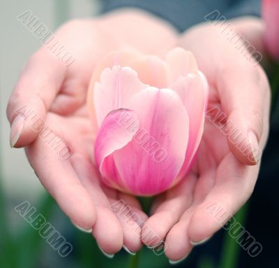 party-colored pink& white tulip in palms