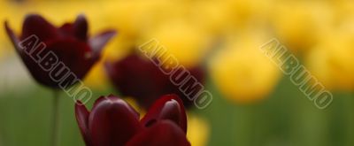 purple & yellow tulips