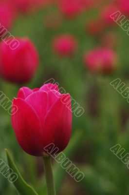 purple tulip