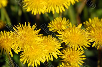 dandelions