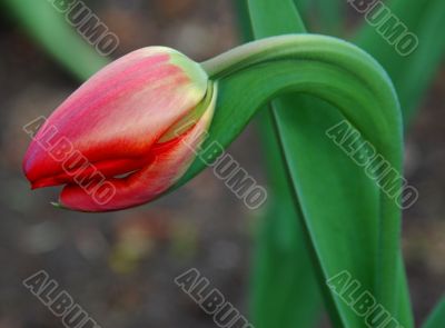a small pink tulip bud bending