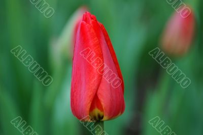 a small pink flower