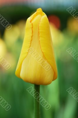 yellow tulip vertical