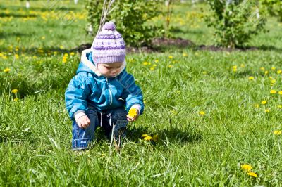 Gathering of dandelions on a glade 3
