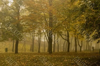 Fog in a park