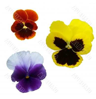 Pansies