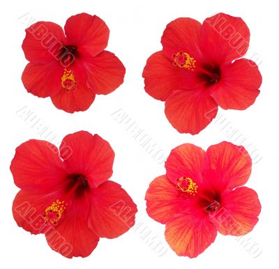 Four flowers of hibiscus