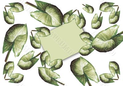 Framework-card from leaves Syngonium