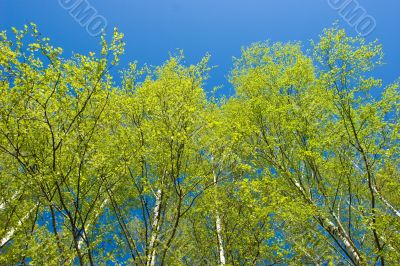 Birch trees at spring