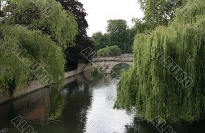 Willows over river Cam.