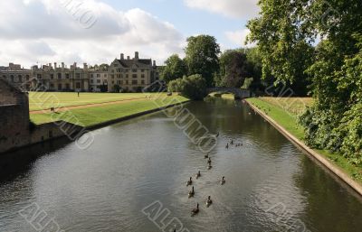 Flock of ducks on river Cam.