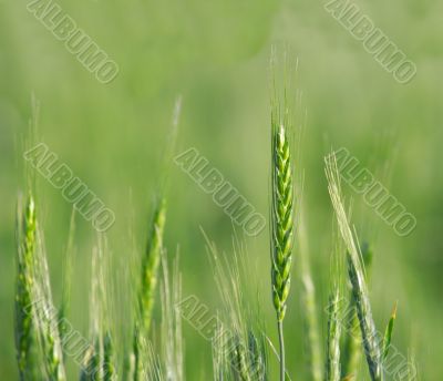 Wheat