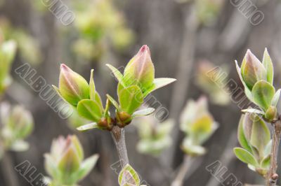 Buds