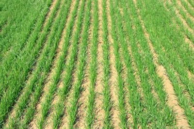 Field