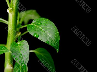 Plant