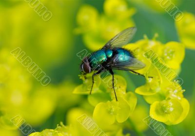 Fly