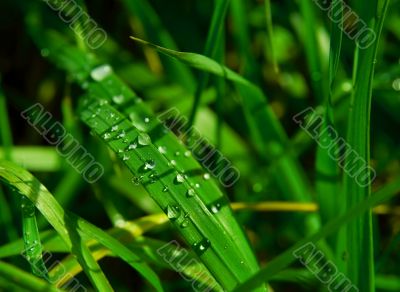 Grass
