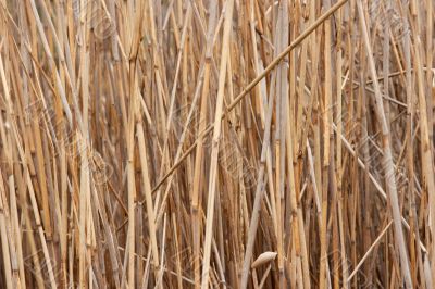Reed