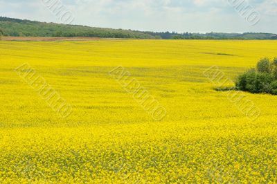 Field