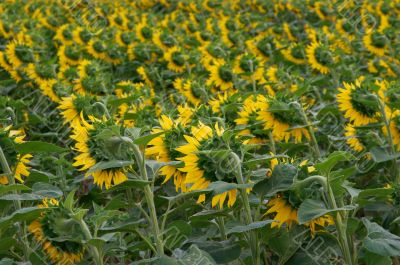 Sunflowers