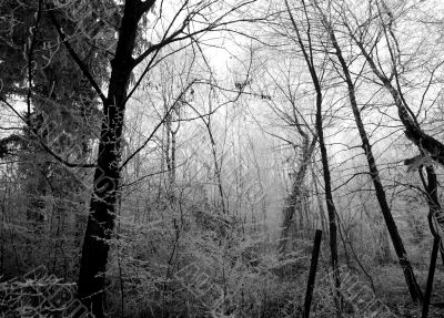 Winter