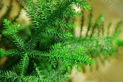 Pine
