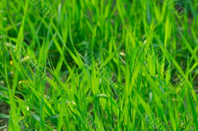 Grass