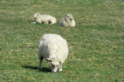 sheep