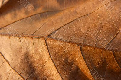 Fallen leaf