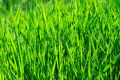 Grass