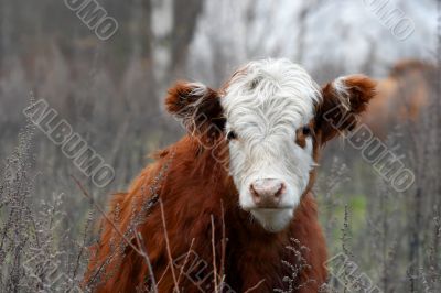 Cow