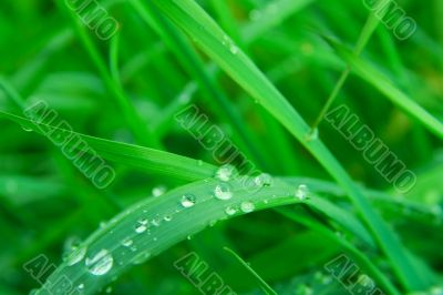 Grass