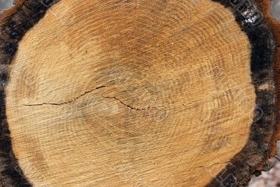 Trunk