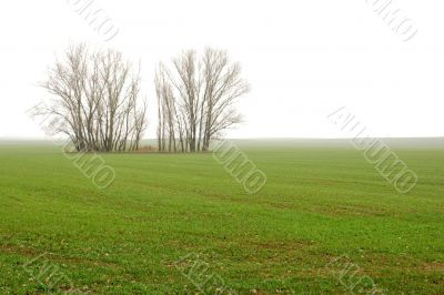 Fog