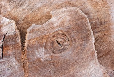 Trunk