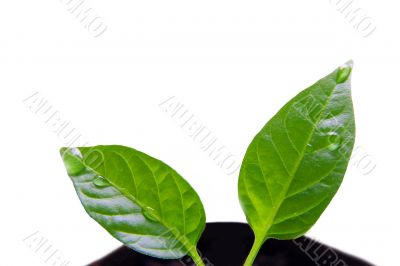 Plant