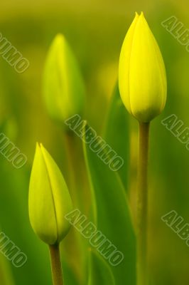 Tulips