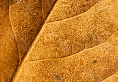 Leaf