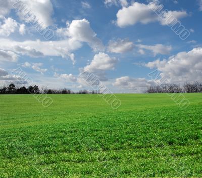 Field