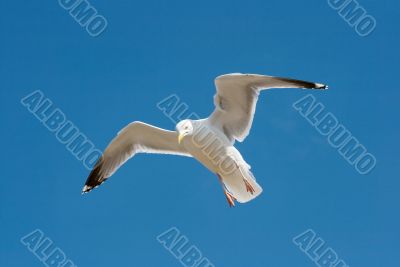 Seagull