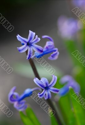 Hyacinth