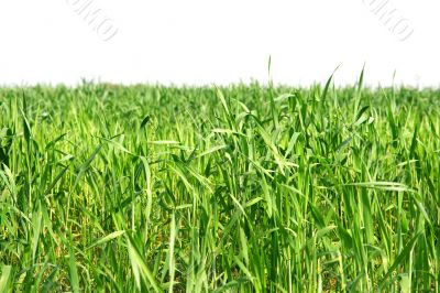 Field