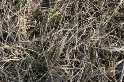 Dry Grass