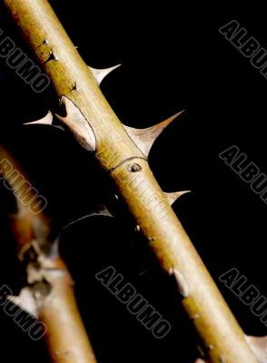 Thorns