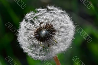 Dandelion